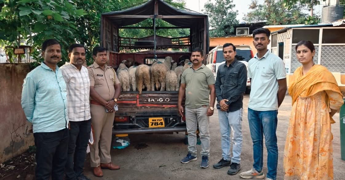 स्थानिक गुन्हे शाखेची दमदार कारवाई ; चालत्या ट्रकमधून चोरलेल्या मेंढ्या ताब्यात