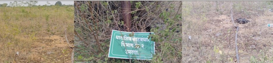 हरित धाराशिव’ची पडझड! सीना-कोळेगाव धरण परिसरातील वृक्ष वाळले; संगोपनाच्या अभावी प्रशासनावर प्रश्नचिन्ह 🌱❗